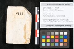 Foto (Objekt + Etikett) von Quercus palaeoilex Ettingshausen (NHMW-GEO-2024-0188-8111)